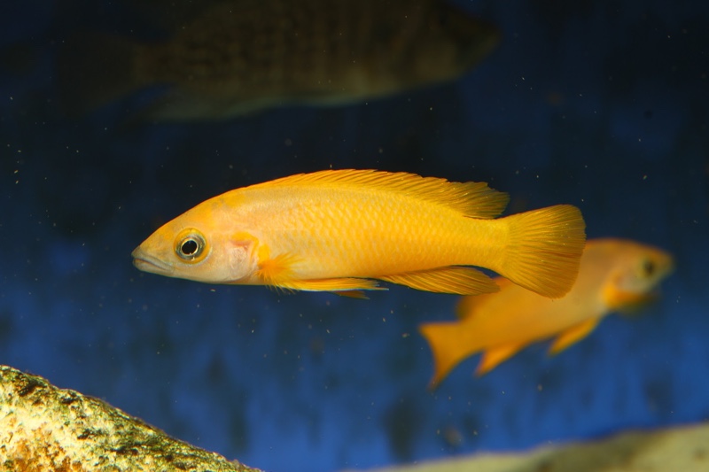 Neolamprologus leleupi 'Kitumba'